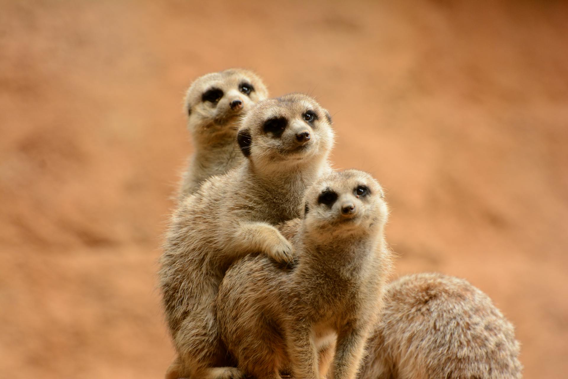 all you need to know about animals in the kalahari desert