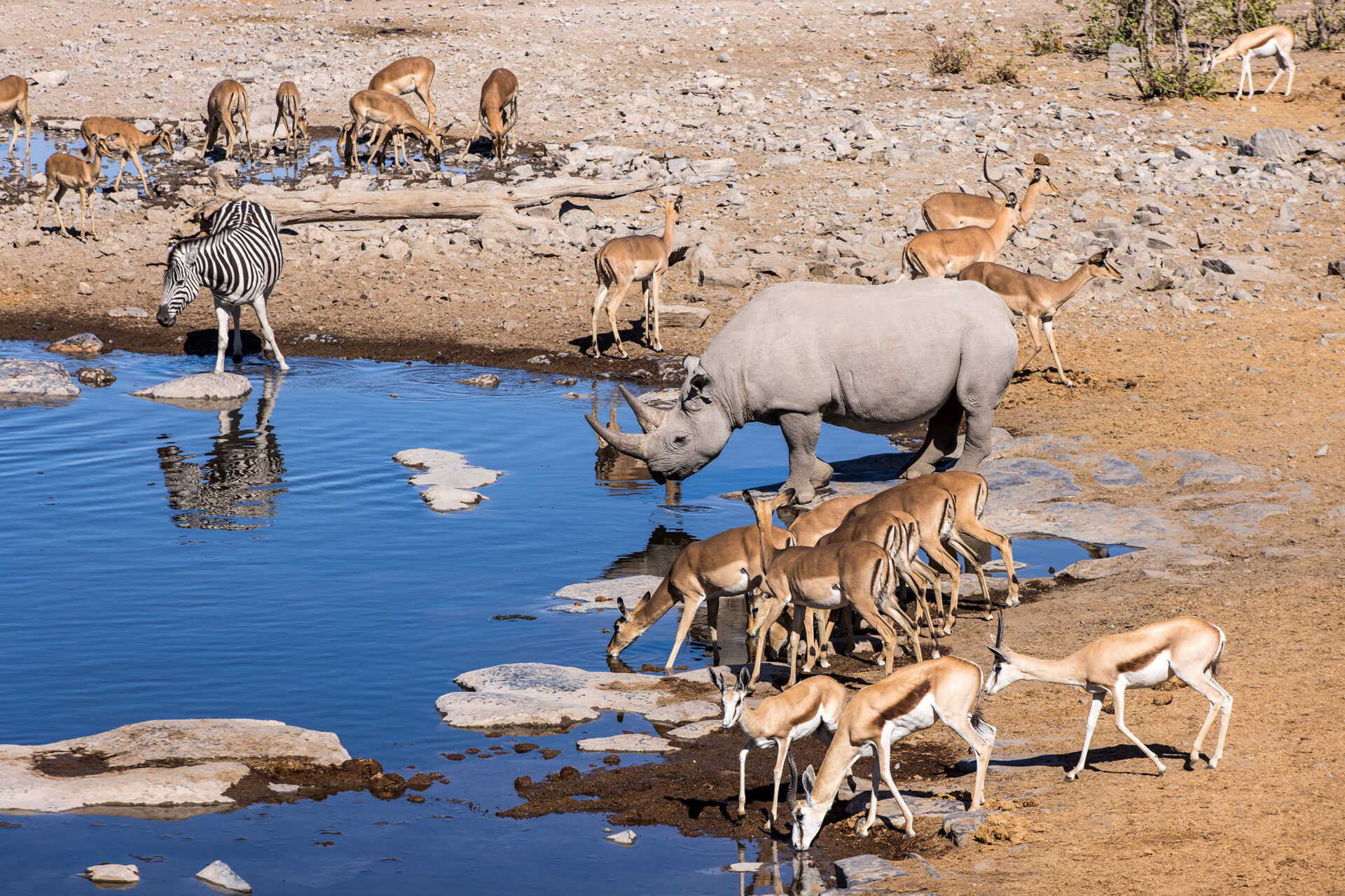 black rhino waterhole etosha national park namibia 98